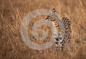 An alert Serval Wild Cat, Masai Mara