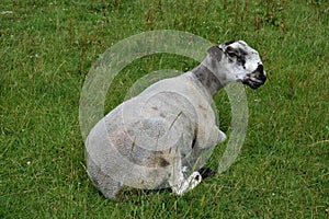 Alert sheep on grass