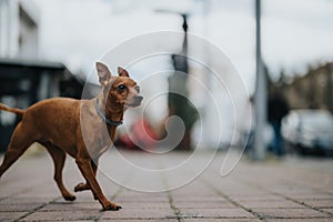 Avviso piccolo marrone il cane sul la città marciapiede sfocato 