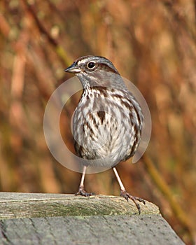 Alert song sparrow