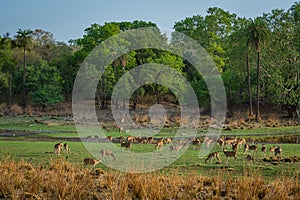 Alert Spotted deer herd after an alarm call by a sambar deer in rajbaug lake at Ranthambore