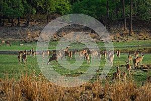 Alert Spotted deer herd after an alarm call by a sambar deer in rajbaug lake at Ranthambore