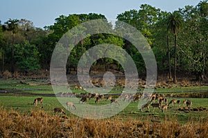 Alert Spotted deer herd after an alarm call by a sambar deer in rajbaug lake at Ranthambore