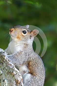 Alert squirrel