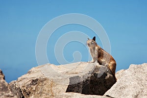 Alert Squirrel Standing on Rocks