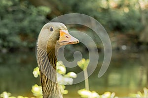 The alert stare of a Canada Goose