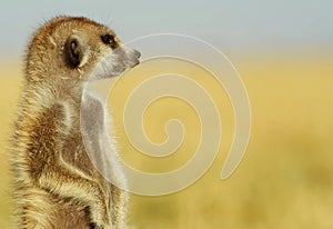 Alert suricate or meerkat Suricata suricatta - SnÃ­mek