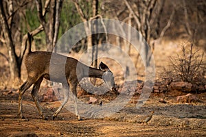 An alert tail up sambar deer or Rusa unicolor portrait in a beautiful light at ranthambore