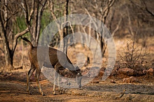 An alert tail up sambar deer or Rusa unicolor portrait in a beautiful light at ranthambore