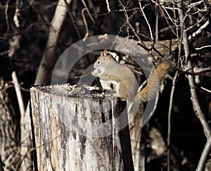 Tamiasciurus Hudsonicus Or Red Squirrel O Tree Stump photo