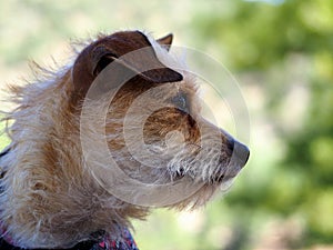 An alert terrier looking to the side