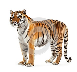 Alert Tiger Glancing Sideways on White