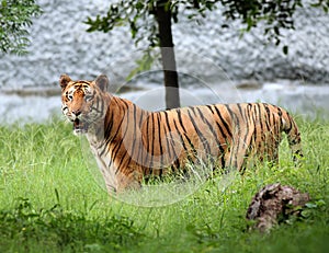 Alert tigress photo