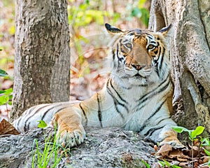 Alert Tigress