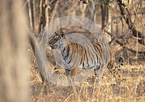 Alert Tigress at Pench national Park,Madhya Pradesh