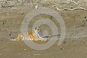 Alert Tigress sitting in open ground