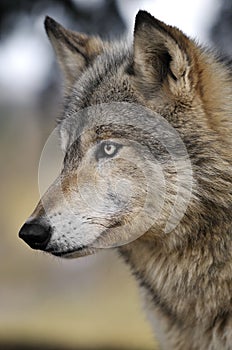 Alert Timber Wolf Portrait