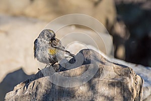 Alert tiny bird wary of surroundings