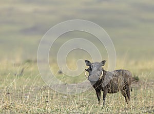 Alert Warthog in dry grassland at Masai Mara, Kenya,