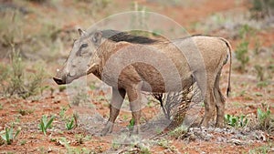 Alert warthog in natural habitat