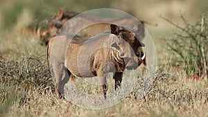 Alert warthog in natural habitat