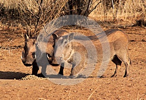 Alert Warthogs Eating Pellets