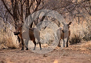 Alert Warthogs Under Bushveld Trees
