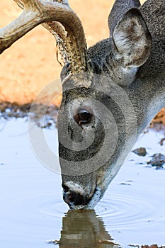 Alert at water hole