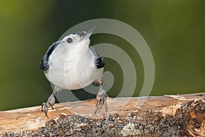 White-Breasted Nuthatch Perched on a Slender Tree Branch