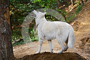 Alert white Siberian Husky dog outdoors on a mountain