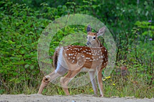 Alert white tail deer fawn