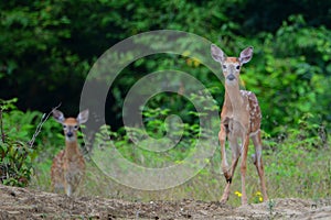 Alert white tail deer fawns