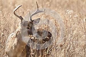 Alert White tailed Buck in The Great Smoky Mountains.