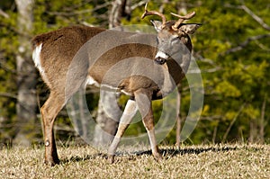 Alert White tailed Buck in The Great Smoky Mountains.