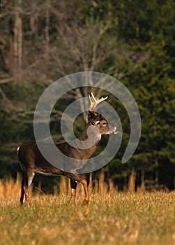 Alert Whitetail Buck