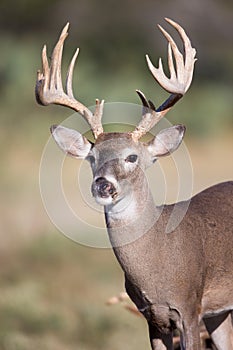 Alert whitetail buck