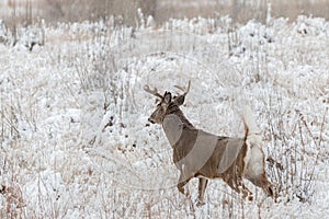 Alert Whitetail Buck in Snow