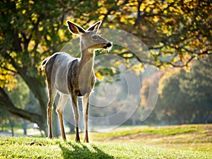 Alert Whitetail deer