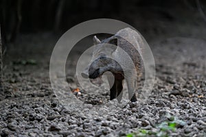 Alert wild boar piglet