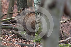 Alert wild boar, sus scrofa