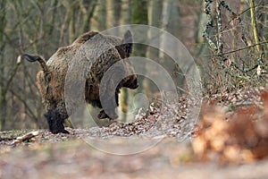 Alert wild boar, sus scrofa