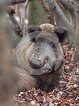 Alert wild boar, sus scrofa, standing fierceful on a forest in autumntime