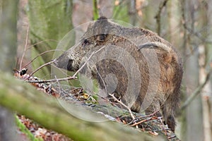 Alert wild boar, sus scrofa, standing fierceful on a forest