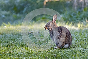 Alert wild common rabbit (Oryctolagus cuniculus) sitting in a meadow on a frosty morning