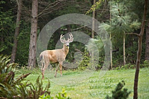 Alert Wild Deer with antlers at edge of forest photo