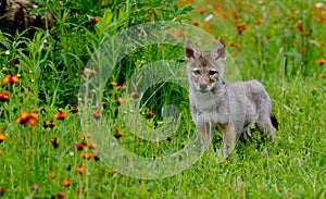 Alert Wolf pup in a field of orange wildflowers.