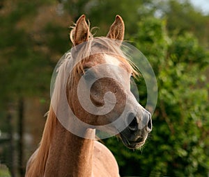 Alert Yearling Arabian Colt