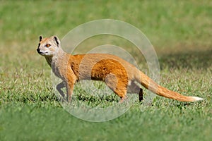 An alert yellow mongoose, South Africa