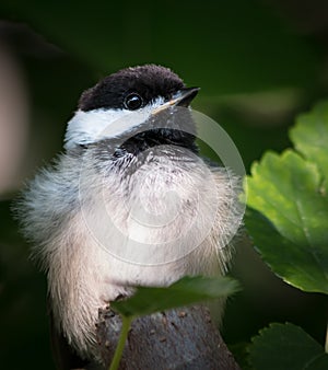 Alert Young Black-Capped Chickadee With Feathers Fluffed