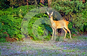 Alert Young Deer